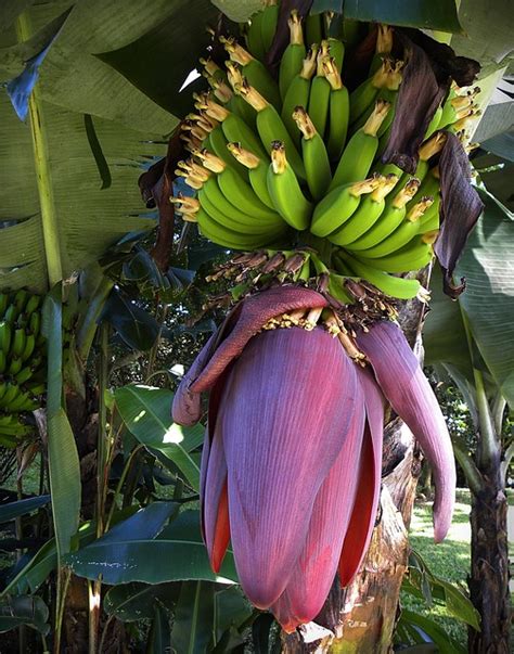 Bananas Blossom Bloom Free Photo On Pixabay