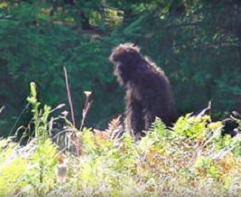 Bigfoot In Sightings Daily Star