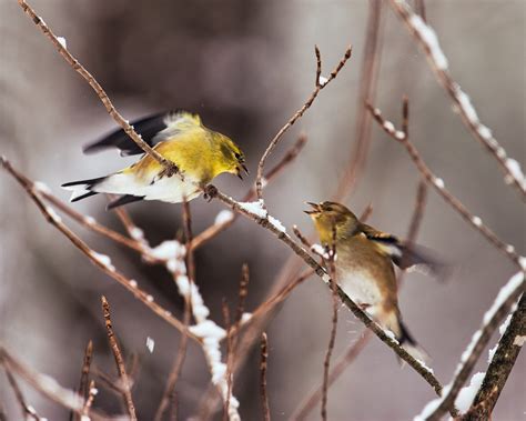 Goldfinches Fighting Two Goldfinch Fighting In The Snow In Flickr
