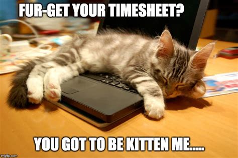 Timesheet Reminder Funny Cat Meme