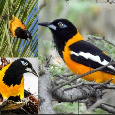 Turpial Venezolano 😍 Animals Birds Bird