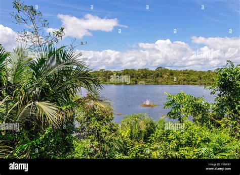 View Of The Lake In The Amazon Rainforest Close To Manaus Brazil