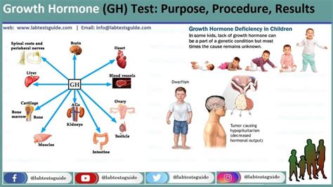 Growth Hormone Test Lab Tests Guide