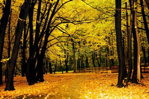 Autumn Park Stock Image Image Of Autumn Tree Woods 16542947
