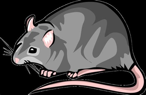 Fat Rat Clip Art Black And White Free Image Download