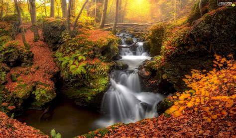 Forest Waterfall Trees Viewes Leaf Autumn Stones Fallen Rocks For Phone Wallpapers
