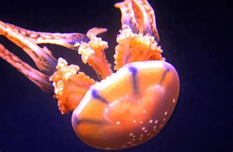 Box Jellyfish Description Habitat Image Diet And Interesting Facts