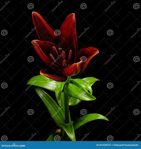 Flower Of Dark Red Lily Isolated On Black Background Stock Photo