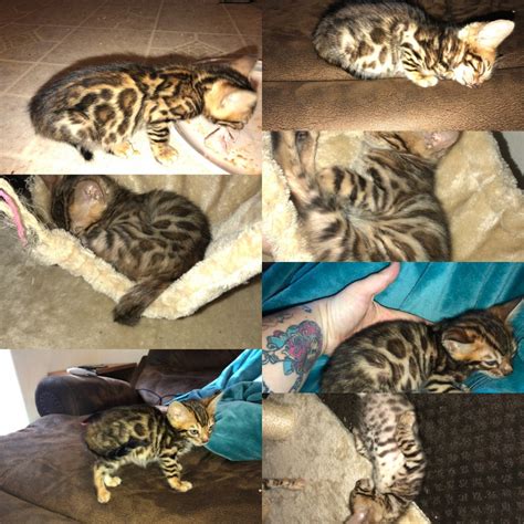 Beautiful bengal kittens for sale, born 4/22/21. Bengal Cats For Sale | Sacramento, CA #255152 | Petzlover
