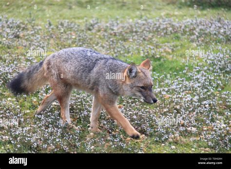Pseudalopex Griseus Hi Res Stock Photography And Images Alamy