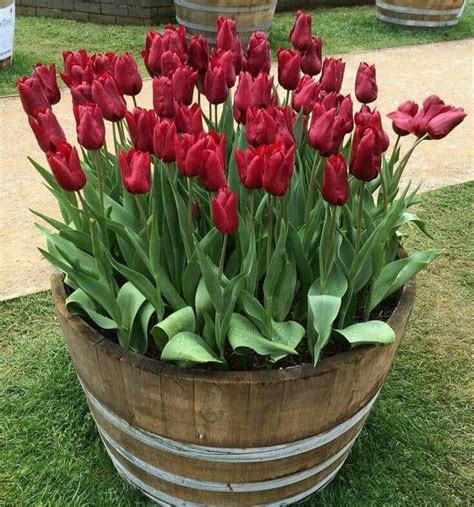 Top 200 Tulipanes En Maceta Abzlocalmx
