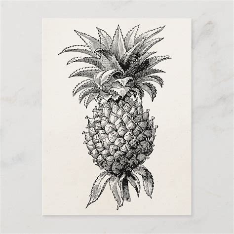 Vintage 1800s Pineapple Illustration Pineapples Postcard Zazzle