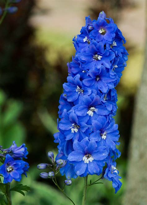 6 Blue Flowers
