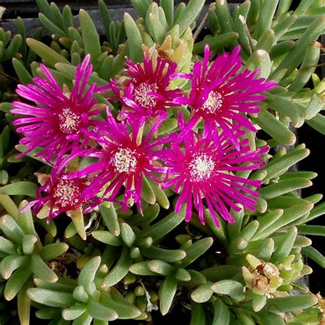 Delosperma Cooperi Trailing Ice Plant Mountain Crest Gardens