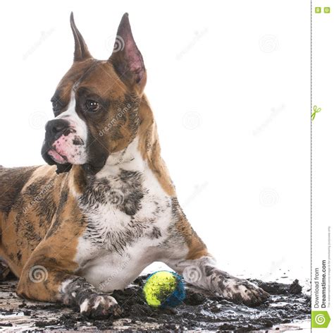 Dirty dog with ball stock image. Image of concept, filthy - 77971073