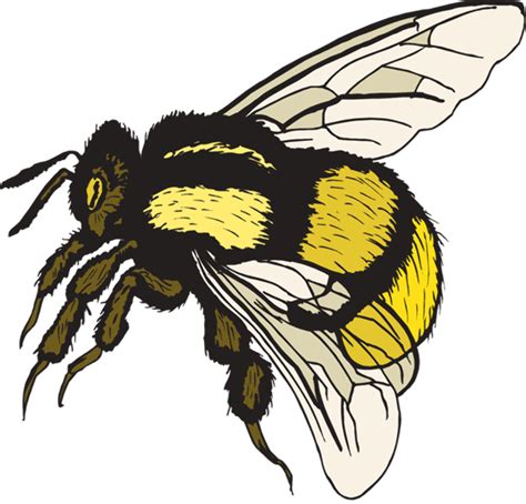 Download High Quality Bee Clipart Realistic Transparent Png Images