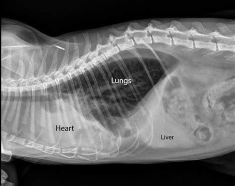 Learn How To Interpret Cat Radiographs X Rays Long Beach Animal