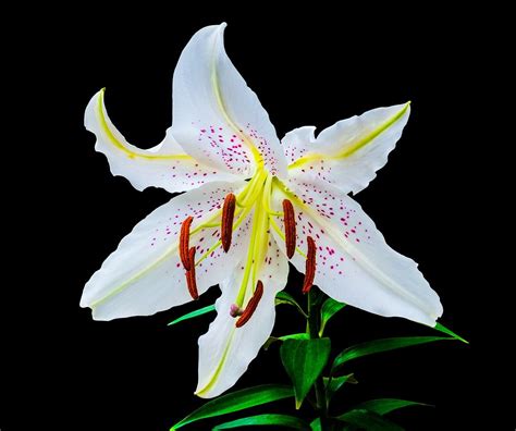 White Lily Meaning Is Virginity Purity Majesty It S Heavenly To Be With You White Lilies