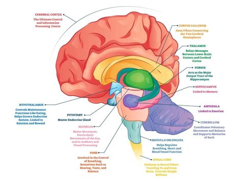 Parts Of The Brain Structures Anatomy And Functions