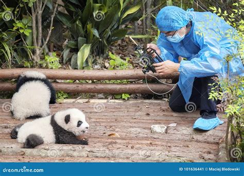 Journalist Filming Baby Pandas First Public Display In Chengdu Research