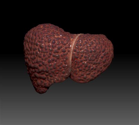 Human Liver 3d Model For Radius Digital Science On Behance