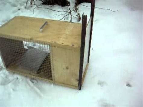 Best mink trap best mink set mink trapping actual catch bottom edge under ice secret mink sets. How to make a homemade box trap - YouTube