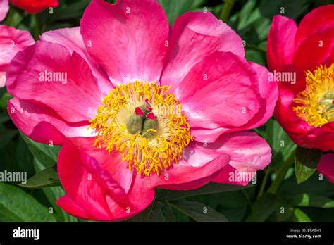 Pink Peony Paeonia Lactiflora Blooming Peonies Stock Photo Alamy