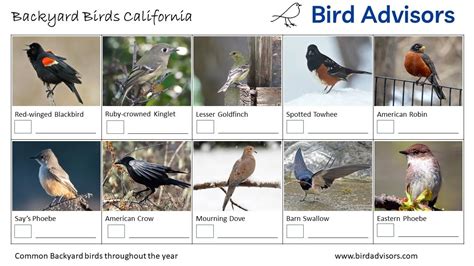 Top 26 Backyard Birds In California Free Id Chart Bird Advisors