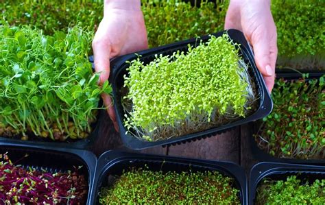 How To Grow Microgreen Indoors Slick Garden