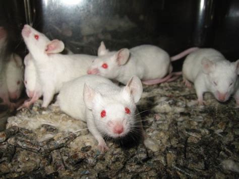 Experimental Cancer Drug Frax486 Reverses Schizophrenia In Mice