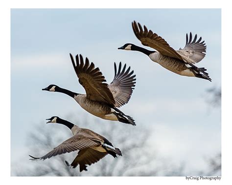 Geese In Flight Wild Birds Photography Canadian Goose Goose Hunting