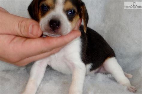 It is sociable, brave and intelligent. Beagle puppy for sale near Southwest VA, Virginia ...