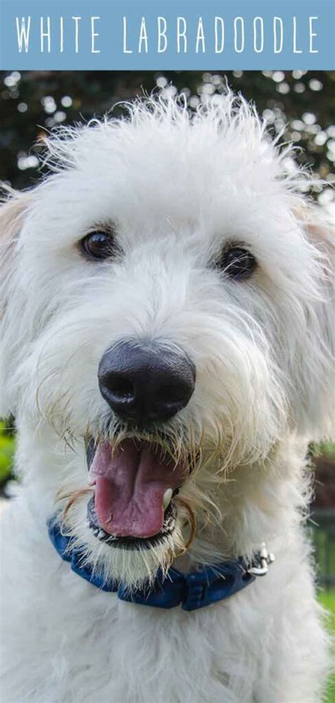 Labradoodle Branco O Que Torna Esta Cor Tão Especial Cargo Blog