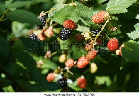Elmleaf Blackberry Rubus Ulmifolius Known Abrahams Stock Photo