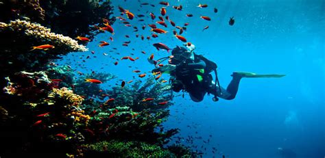 Padi Scuba Diver Course Hurghada Egypt Divers Diving Center