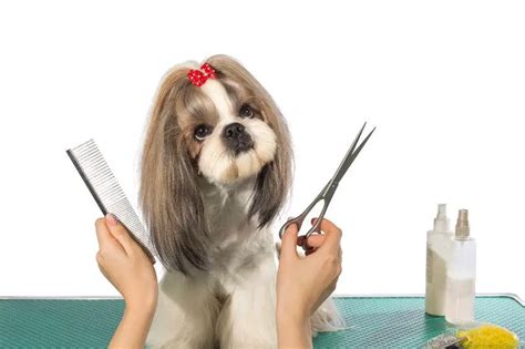 How To Cut My Dogs Hair At Home The Guide You Will Need Glamorous Dogs