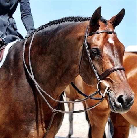 Know Your Bridle Types Of English Reins Discussions At
