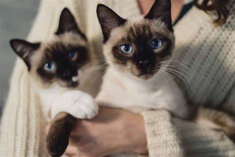 Types Of Siamese Cats Cat Care Directory