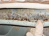 Images of How To Get Rid Of Bed Bugs Las Vegas