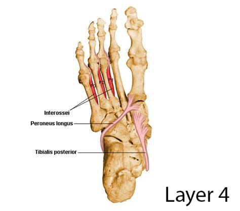 Most are located on the inferior part of the foot. Plantar interossei (LPN) - Anatomy - Orthobullets