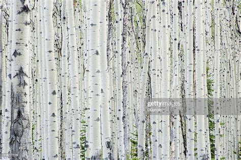 White Birch Tree Forest High Res Stock Photo Getty Images