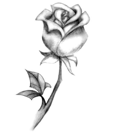 15 Contoh Sketsa Gambar Bunga Mawar Yang Mudah Terbai