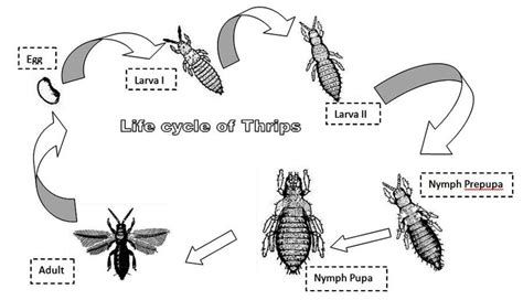 Life Cycle Of Thrips Scitothrips Dorsalis Download Scientific Diagram