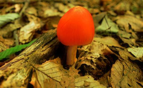 Tiny Orange Mushroom Under The Forest Leaves