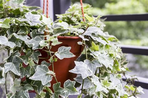 English Ivy Care Plant How To Grow English Ivy Apartment Therapy
