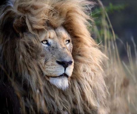 Beautiful Portraits Of White Lions Majestic Manes To Raise Awareness