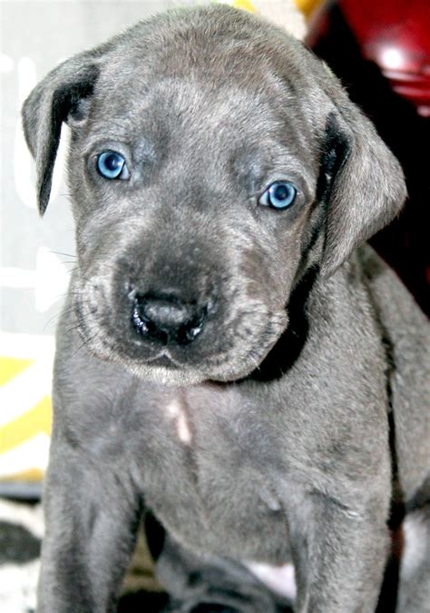 55 Blue Merle Great Dane Puppies For Sale L2sanpiero