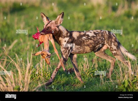African Wild Dog Painted Hunting Dog Lycaon Pictus With Young