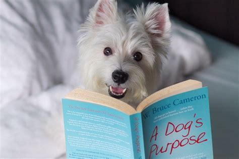 10 Must Read Books For Dog Lovers Vanillapup Dog Lovers Dog Books