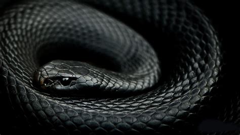 Dark Snake Wallpapers Top Free Dark Snake Backgrounds Wallpaperaccess